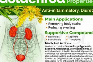 Unlock Goldenrod Herbal Benefits: Your Guide The Ultimate Herbal Remedies Guide: Natural Healing for a Healthier Life Unlock Goldenrod Herbal Benefits: Your Guide | The Ultimate Herbal Remedies Guide: Natural Healing for a Healthier Life