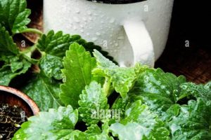 Calm & Refresh: Melissa Herbal Tea Benefits + Recipes The Ultimate Herbal Remedies Guide: Natural Healing for a Healthier Life Calm & Refresh: Melissa Herbal Tea Benefits + Recipes | The Ultimate Herbal Remedies Guide: Natural Healing for a Healthier Life