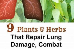 Botanical Boost: Herbal to Clean Lungs Naturally The Ultimate Herbal Remedies Guide: Natural Healing for a Healthier Life Botanical Boost: Herbal to Clean Lungs Naturally | The Ultimate Herbal Remedies Guide: Natural Healing for a Healthier Life