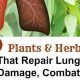 Botanical Boost: Herbal to Clean Lungs Naturally | The Ultimate Herbal Remedies Guide: Natural Healing for a Healthier Life