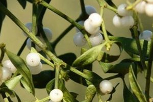 Unlock Mistletoe Herbal Benefits: Uses & Research The Ultimate Herbal Remedies Guide: Natural Healing for a Healthier Life Unlock Mistletoe Herbal Benefits: Uses & Research | The Ultimate Herbal Remedies Guide: Natural Healing for a Healthier Life