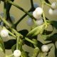 Unlock Mistletoe Herbal Benefits: Uses &amp; Research | The Ultimate Herbal Remedies Guide: Natural Healing for a Healthier Life