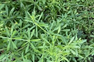 Cattaraugus Herbal: Identifying & Using Tall Weeds in Cattaraugus County The Ultimate Herbal Remedies Guide: Natural Healing for a Healthier Life Cattaraugus Herbal: Identifying & Using Tall Weeds in Cattaraugus County | The Ultimate Herbal Remedies Guide: Natural Healing for a Healthier Life