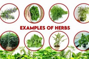 Best Examples of Herbal Supplements: Your Guide! The Ultimate Herbal Remedies Guide: Natural Healing for a Healthier Life Best Examples of Herbal Supplements: Your Guide! | The Ultimate Herbal Remedies Guide: Natural Healing for a Healthier Life