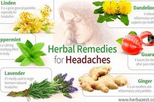 Natural Herbal Remedy for Headaches Relief Guide The Ultimate Herbal Remedies Guide: Natural Healing for a Healthier Life Natural Herbal Remedy for Headaches Relief Guide | The Ultimate Herbal Remedies Guide: Natural Healing for a Healthier Life