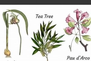 Best Anti Fungal Herbals: Natural Remedies & More The Ultimate Herbal Remedies Guide: Natural Healing for a Healthier Life Best Anti Fungal Herbals: Natural Remedies & More | The Ultimate Herbal Remedies Guide: Natural Healing for a Healthier Life