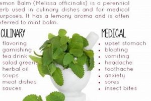 Discover Lemon Balm Herbal Benefits: A Natural Aid The Ultimate Herbal Remedies Guide: Natural Healing for a Healthier Life Discover Lemon Balm Herbal Benefits: A Natural Aid | The Ultimate Herbal Remedies Guide: Natural Healing for a Healthier Life