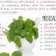 Discover Lemon Balm Herbal Benefits: A Natural Aid | The Ultimate Herbal Remedies Guide: Natural Healing for a Healthier Life