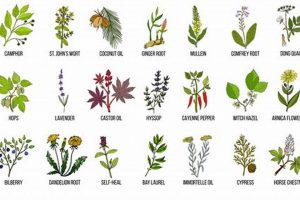Quick Herbal Treatment for Bruises: Natural Relief The Ultimate Herbal Remedies Guide: Natural Healing for a Healthier Life Quick Herbal Treatment for Bruises: Natural Relief | The Ultimate Herbal Remedies Guide: Natural Healing for a Healthier Life