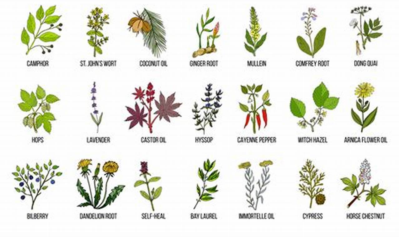 Quick Herbal Treatment for Bruises: Natural Relief The Ultimate Herbal Remedies Guide: Natural Healing for a Healthier Life Quick Herbal Treatment for Bruises: Natural Relief | The Ultimate Herbal Remedies Guide: Natural Healing for a Healthier Life