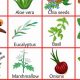 Know Your Herbals: Herbal Plants Names and Images Guide | The Ultimate Herbal Remedies Guide: Natural Healing for a Healthier Life