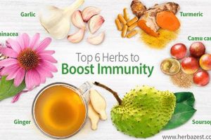 Best Herbal Supplements for Immunity: Boost Your Defenses! The Ultimate Herbal Remedies Guide: Natural Healing for a Healthier Life Best Herbal Supplements for Immunity: Boost Your Defenses! | The Ultimate Herbal Remedies Guide: Natural Healing for a Healthier Life