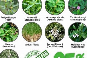 Find Fresh Herbal Plants for Sale Near You! The Ultimate Herbal Remedies Guide: Natural Healing for a Healthier Life Find Fresh Herbal Plants for Sale Near You! | The Ultimate Herbal Remedies Guide: Natural Healing for a Healthier Life
