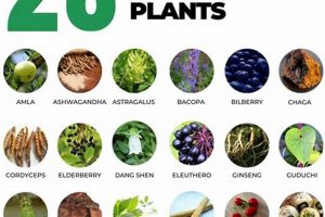 Best List of Herbal Adaptogens: Stress & Vitality The Ultimate Herbal Remedies Guide: Natural Healing for a Healthier Life Best List of Herbal Adaptogens: Stress & Vitality | The Ultimate Herbal Remedies Guide: Natural Healing for a Healthier Life