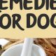 Best Herbal Medicine for Dogs: Safe & Natural | The Ultimate Herbal Remedies Guide: Natural Healing for a Healthier Life
