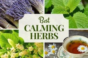 Natural Herbal Calms Anxiety: Remedies & Relief The Ultimate Herbal Remedies Guide: Natural Healing for a Healthier Life Natural Herbal Calms Anxiety: Remedies & Relief | The Ultimate Herbal Remedies Guide: Natural Healing for a Healthier Life
