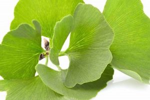 Unlock Focus: Herbal Ginkgo Biloba Benefits & Uses The Ultimate Herbal Remedies Guide: Natural Healing for a Healthier Life Unlock Focus: Herbal Ginkgo Biloba Benefits & Uses | The Ultimate Herbal Remedies Guide: Natural Healing for a Healthier Life