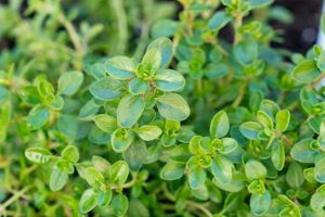 Benefits of Herbal Thyme: Uses & More | Herbals The Ultimate Herbal Remedies Guide: Natural Healing for a Healthier Life Benefits of Herbal Thyme: Uses & More | Herbals | The Ultimate Herbal Remedies Guide: Natural Healing for a Healthier Life