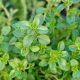 Benefits of Herbal Thyme: Uses & More | Herbals | The Ultimate Herbal Remedies Guide: Natural Healing for a Healthier Life