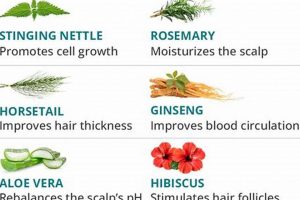 Best Herbals for Hair Loss: Regrow Your Hair Now! The Ultimate Herbal Remedies Guide: Natural Healing for a Healthier Life Best Herbals for Hair Loss: Regrow Your Hair Now! | The Ultimate Herbal Remedies Guide: Natural Healing for a Healthier Life