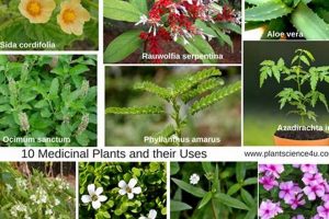 Unlock Herbal Medicine Plants' Power: Natural Remedies The Ultimate Herbal Remedies Guide: Natural Healing for a Healthier Life Unlock Herbal Medicine Plants' Power: Natural Remedies | The Ultimate Herbal Remedies Guide: Natural Healing for a Healthier Life