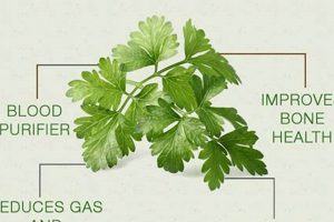 Unlock Parsley Herbal Benefits: Uses & Advantages The Ultimate Herbal Remedies Guide: Natural Healing for a Healthier Life Unlock Parsley Herbal Benefits: Uses & Advantages | The Ultimate Herbal Remedies Guide: Natural Healing for a Healthier Life