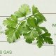Unlock Parsley Herbal Benefits: Uses & Advantages | The Ultimate Herbal Remedies Guide: Natural Healing for a Healthier Life