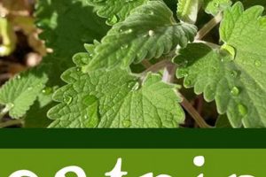Unlock Catnip Herbal Benefits: Uses & Side Effects The Ultimate Herbal Remedies Guide: Natural Healing for a Healthier Life Unlock Catnip Herbal Benefits: Uses & Side Effects | The Ultimate Herbal Remedies Guide: Natural Healing for a Healthier Life