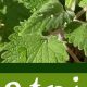 Unlock Catnip Herbal Benefits: Uses & Side Effects | The Ultimate Herbal Remedies Guide: Natural Healing for a Healthier Life
