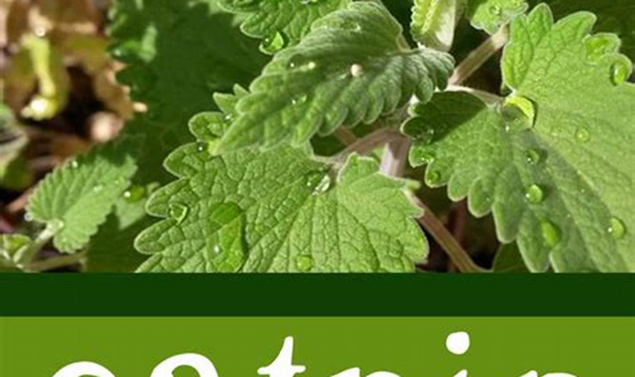 Unlock Catnip Herbal Benefits: Uses & Side Effects The Ultimate Herbal Remedies Guide: Natural Healing for a Healthier Life Unlock Catnip Herbal Benefits: Uses & Side Effects | The Ultimate Herbal Remedies Guide: Natural Healing for a Healthier Life