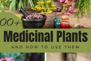 Natural Herbal Plants & Medicine Uses (Guide) The Ultimate Herbal Remedies Guide: Natural Healing for a Healthier Life Natural Herbal Plants & Medicine Uses (Guide) | The Ultimate Herbal Remedies Guide: Natural Healing for a Healthier Life