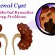 Natural Herbal Treatment for Renal Cysts: A Guide | The Ultimate Herbal Remedies Guide: Natural Healing for a Healthier Life