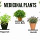 Natural Herbal Plants & Their Uses: A Guide for Health | The Ultimate Herbal Remedies Guide: Natural Healing for a Healthier Life