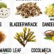 Natural Herbal for High Blood Pressure: Remedies & Benefits | The Ultimate Herbal Remedies Guide: Natural Healing for a Healthier Life
