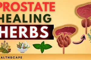 Top Rated: Best Herbal for Prostate Relief [Guide] | The Ultimate Herbal Remedies Guide: Natural Healing for a Healthier Life
