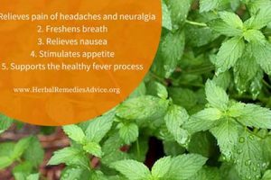 Unlocking Peppermint Herbal Benefits: Uses & Advantages The Ultimate Herbal Remedies Guide: Natural Healing for a Healthier Life Unlocking Peppermint Herbal Benefits: Uses & Advantages | The Ultimate Herbal Remedies Guide: Natural Healing for a Healthier Life