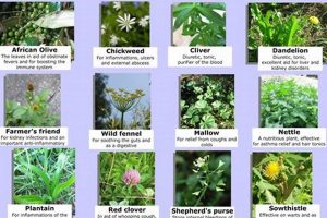 Best Wild Herbal Plants: Benefits & Uses (Guide) The Ultimate Herbal Remedies Guide: Natural Healing for a Healthier Life Best Wild Herbal Plants: Benefits & Uses (Guide) | The Ultimate Herbal Remedies Guide: Natural Healing for a Healthier Life