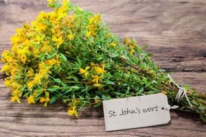 St. John's Wort: Contraindications & When NOT to Use It The Ultimate Herbal Remedies Guide: Natural Healing for a Healthier Life St. John's Wort: Contraindications & When NOT to Use It | The Ultimate Herbal Remedies Guide: Natural Healing for a Healthier Life