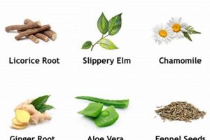 Natural Herbal Medicine for Acid Reflux Relief The Ultimate Herbal Remedies Guide: Natural Healing for a Healthier Life Natural Herbal Medicine for Acid Reflux Relief | The Ultimate Herbal Remedies Guide: Natural Healing for a Healthier Life