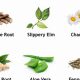 Natural Herbal Medicine for Acid Reflux Relief | The Ultimate Herbal Remedies Guide: Natural Healing for a Healthier Life