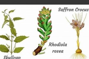Natural Herbal Remedy for Depression: Benefits & Risks The Ultimate Herbal Remedies Guide: Natural Healing for a Healthier Life Natural Herbal Remedy for Depression: Benefits & Risks | The Ultimate Herbal Remedies Guide: Natural Healing for a Healthier Life