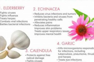 Boost Immunity: Antiviral Herbal Supplements Guide The Ultimate Herbal Remedies Guide: Natural Healing for a Healthier Life Boost Immunity: Antiviral Herbal Supplements Guide | The Ultimate Herbal Remedies Guide: Natural Healing for a Healthier Life