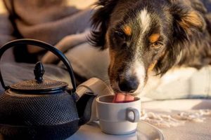 Is Herbal Tea Safe? Can Dogs Drink It? [Guide] | The Ultimate Herbal Remedies Guide: Natural Healing for a Healthier Life