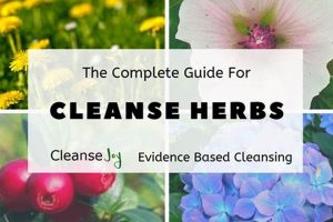 Gentle Herbal Cleansing: Your Body's Natural Detox The Ultimate Herbal Remedies Guide: Natural Healing for a Healthier Life Gentle Herbal Cleansing: Your Body's Natural Detox | The Ultimate Herbal Remedies Guide: Natural Healing for a Healthier Life