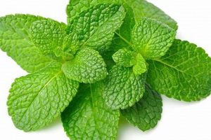 Best Herbal Mint: Benefits & Uses Revealed The Ultimate Herbal Remedies Guide: Natural Healing for a Healthier Life Best Herbal Mint: Benefits & Uses Revealed | The Ultimate Herbal Remedies Guide: Natural Healing for a Healthier Life
