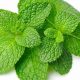 Best Herbal Mint: Benefits & Uses Revealed | The Ultimate Herbal Remedies Guide: Natural Healing for a Healthier Life