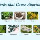Natural? Herbal Remedies for Abortion: Risks & Info | The Ultimate Herbal Remedies Guide: Natural Healing for a Healthier Life