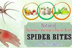 Fast Herbal Remedy for Spider Bite Relief: Natural Fix The Ultimate Herbal Remedies Guide: Natural Healing for a Healthier Life Fast Herbal Remedy for Spider Bite Relief: Natural Fix | The Ultimate Herbal Remedies Guide: Natural Healing for a Healthier Life