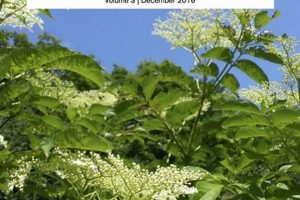 Holistic Herbals: Integrative Herbalism + Modern Science The Ultimate Herbal Remedies Guide: Natural Healing for a Healthier Life Holistic Herbals: Integrative Herbalism + Modern Science | The Ultimate Herbal Remedies Guide: Natural Healing for a Healthier Life