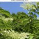Holistic Herbals: Integrative Herbalism + Modern Science | The Ultimate Herbal Remedies Guide: Natural Healing for a Healthier Life